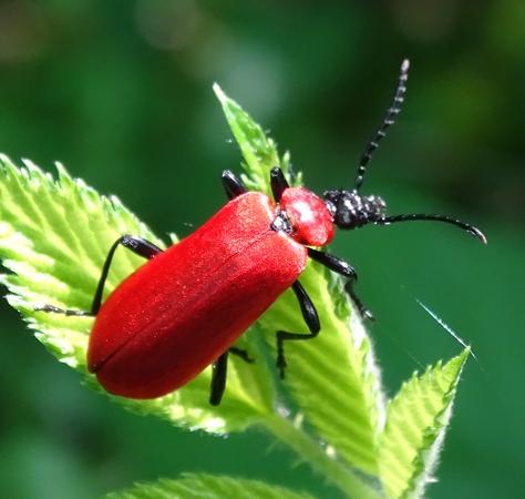 Réf. 184 767 : Pyrochroa coccinea